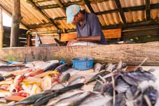 Admire the days catch at the Bentota fish market