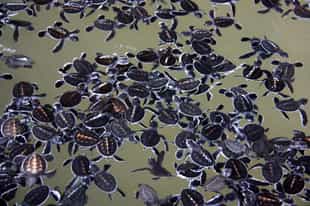 Visit the turtle hatchery in Bentota