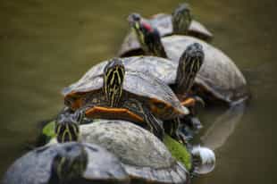 Visit the Caño Negro National Wildlife Refuge