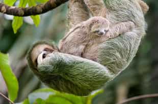 Spot two type of sloth in Arenal Volcano