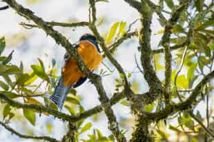 See unique wildlife in Monteverde Cloud Forest