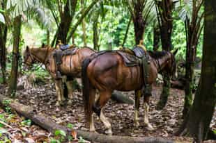 Explore the diversity of Monteverde on horseback 