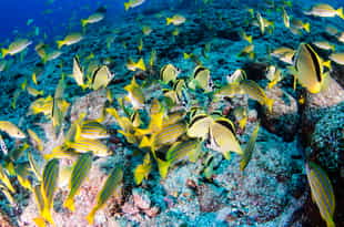 Snorkel in the crystalline water of Manuel Antonio 