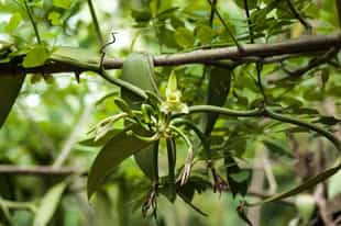Visit a vanilla farm plantation in Manuel Antonio