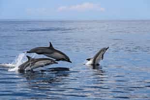 Spot dolphins and whales in Guanacaste 
