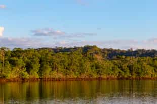 Spot wildlife kayaking along the mangrove forest