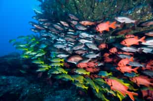 Spot marine life out scuba diving in Guanacaste