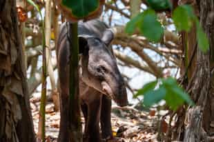 Look for peccaries, monkeys and tapirs on a hike