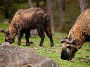 Spot wildlife in the Royal Takin Preserve, Thimphu