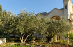 The Mount of Olives & Garden of Gethsemane