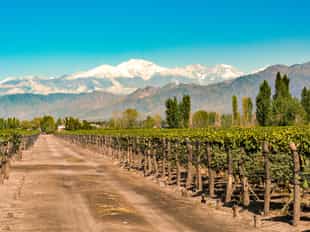 Do a cycle tour of the Mendoza winelands