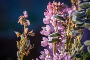 Discover fauna and flora of the Ushuaia area