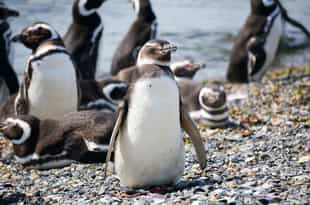 Visit a colony of Magellanic and Gentoo penguins