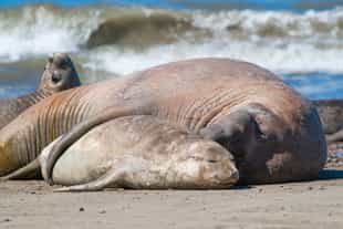 Visit sea lions & elephant seals in Punta Delgada