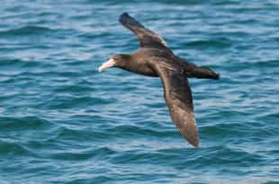 Spot vast numbers of sea birds in Peninsula Valdes