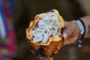 See the tree-to-table chocolate process in action