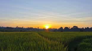 Take a sunrise/sunset golden hour walk in Ubud
