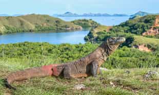 See komodo dragons on the island of Rinca