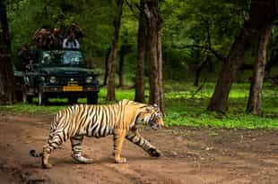 Spot bengal tigers on a Jeep Safari in Ranthambore