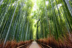 Walk through Arashiyama’s bamboo groves in Kyoto