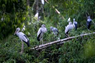 Visit the Thung Nham Bird Sanctuary in Ninh Binh