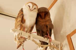 Have tea with the residents of the Owl Cafe, Tokyo