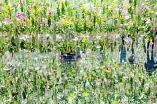 Visit the Team Labs Digital Art Museum in Tokyo