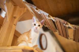 Befriend the feline residents at a Cat Cafe, Tokyo