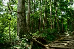 Explore the hiking trails on Mount Takao, Tokyo