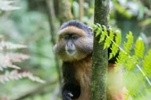 Find the Golden Monkeys on a trek in Bwindi