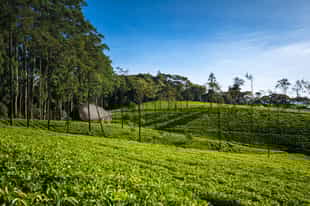 See the first Sri Lankan tea estate, Loolecondera