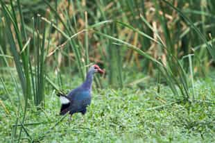 Spot endemic birds at the Sigiriya Bird Sanctuary