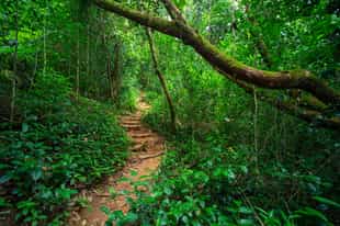 Walk with a monk in Sigiriya's ancient forests 