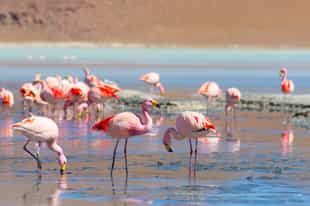 Encounter flamingos at Laguna Colorada, Uyuni