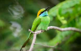 Spot Yala's diverse bird life on a walking safari
