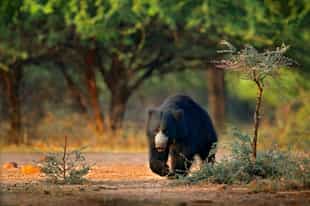 Keep your eyes peeled for sloth bears in Yala