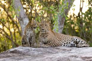 Spot a leopard on a jeep safari through Yala