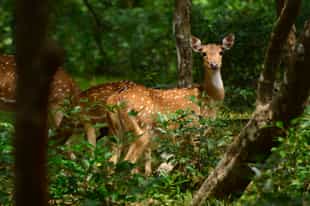 Go on a walking safari in Wilpattu National Park