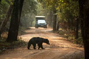 Keep your eyes peeled for sloth bears in Wilpattu