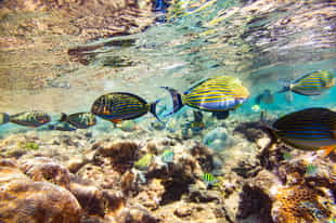 Snorkel in the clear waters of Pasikudah Bay