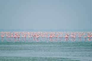 See many flamingos at Sambhar Salt Lake, Jaipur