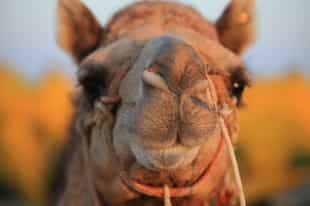 Explore the landscape of the Osian desert 