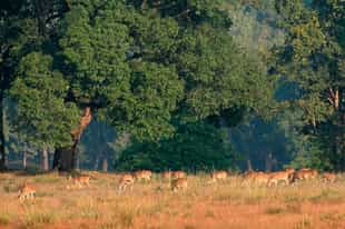 Learn about the flora and fauna in Kanha