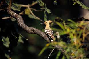 Spot incredible birds in Kanha National Park