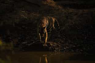 Keep your eyes peeled on a night safari in Kanha