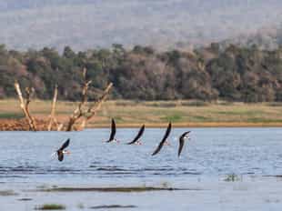 Spot wildlife on a boating safari in Satpura