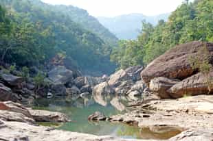 Learn about the flora and fauna in Satpura