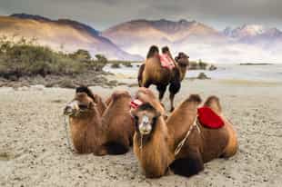 Go on a camel safari in Nubra Valley, Ladakh