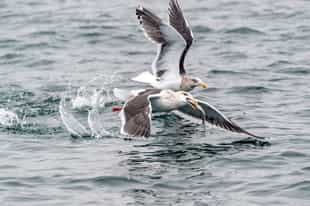 Spot diverse coastal birdlife, Shiretoko Peninsula