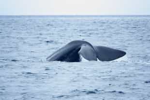 Spot whales on a boat cruise along Rausu